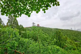 情报站｜淅淅沥沥小雨至！漫步济南英雄山风景区，别有一番韵味图片