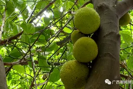 又到了南宁街头瓜果满枝的时节，特别提醒：不好吃也不卫生图片