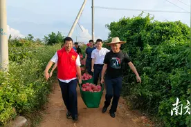 徐闻火龙果果园来了一群“摘果客”图片