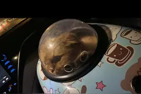 金渐层变“灰渐层”，价值上万的宠物猫走失一月后寻回，主人：可能是猫界贝爷图片