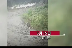 “演技派”鹅被狗咬装死，逃跑后又被追，和同伴一起装死再逃一劫图片