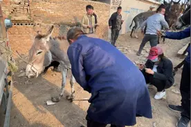 石家庄一“毛驴美甲师”火了！15岁爱上修蹄，一干就是40年图片