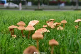 雨后野蘑菇 不要采！不能吃图片