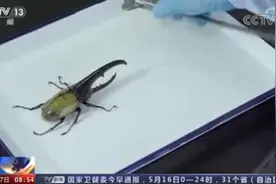 江门海关截获3只活体大力神甲虫，能轻松咬断铅笔！网友：离谱图片