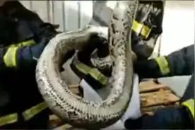 2.3米长蟒蛇张嘴吃鸡时，被消防员一把抓住视频封面