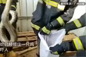2.3米长蟒蛇张嘴吃鸡时，被消防员一把抓住图片