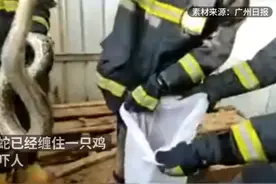 2.3米长蟒蛇张嘴吃鸡时，被消防员一把抓住图片
