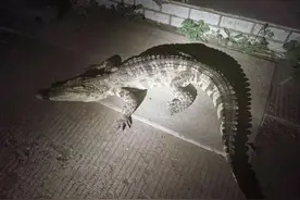 身长186cm！黑龙江伊春一小区鳄鱼堵住单元门……图片
