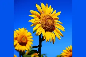 驾驶证被注销 还能恢复吗图片