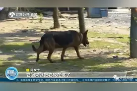 这波操作有灵性！小狗叼回受伤小鸟，主人一查竟是保护动物图片