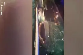 印尼一头鲸鲨张开嘴向水上的渔民讨要食物图片