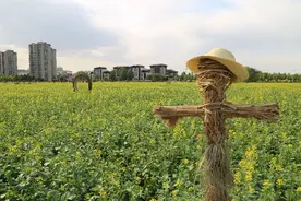 何必去婺源？北京这处油菜花海，坐地铁就能去看图片