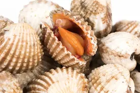 多地紧急预警！这两种海鲜近期不要吃，中毒无特效药图片