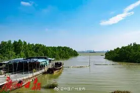 去海鸥岛看日出日落更方便！岛上的交通主通道要扩建图片