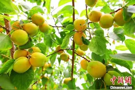 “中国早熟杏之乡”新疆托克逊县杏子成熟销售忙图片