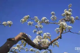 赏梨花、吃得莫利炖鱼走一趟都能满足｜方正这座小镇到了“醉人季”图片