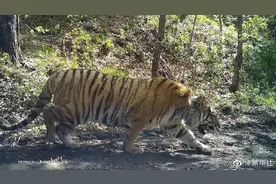 重回山林！进村东北虎成功放归自然图片