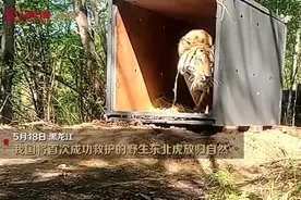 东北虎“完达山1号”放归自然现场：身形健硕，试探着走出铁箱图片