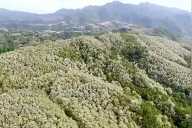 瞰见｜山东日照：九仙山万亩槐花正盛开视频封面