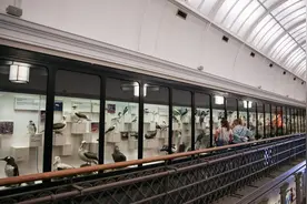 国际博物馆日：博物馆里识动物图片