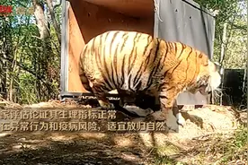 进村东北虎放归自然现场视频：身形健硕！试探着走出铁箱图片