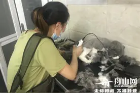 立夏后岛城宠物美容店生意热起来 宠物剃毛洗澡业务渐入高峰期图片