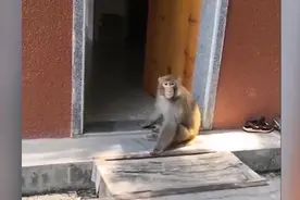 国家二级保护动物猕猴闯民宅，消防移交林业局放归大自然视频封面