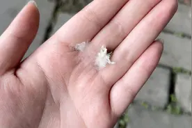 又到杨絮纷飞时 成都启动多项应对措施图片