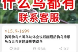 淘宝、贴吧、闲鱼成为鹩哥、灰鹦鹉等国家保护鸟类非法交易场图片