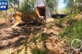 “完达山1号”黑龙江野放，放归处距最近乡镇70公里图片