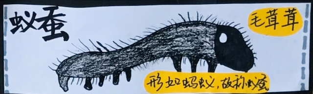 蚕卵是怎样孵化的（蚕宝宝是如何从蚕卵里孵化出来的这群幼儿园娃进行了研究）