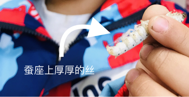 蚕宝宝是如何从蚕卵里孵化出来的？这群幼儿园娃进行了研究