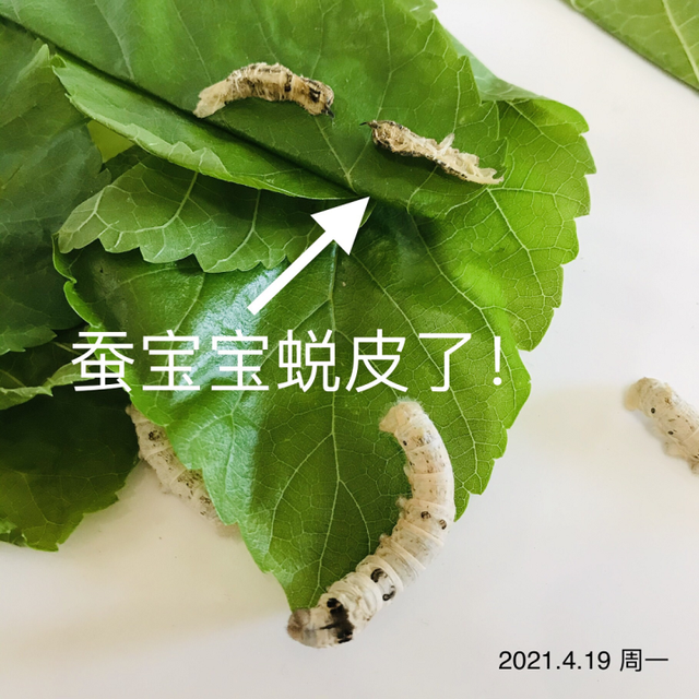 蚕宝宝是如何从蚕卵里孵化出来的？这群幼儿园娃进行了研究