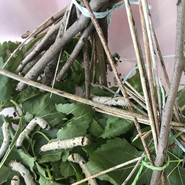 蚕宝宝是如何从蚕卵里孵化出来的？这群幼儿园娃进行了研究