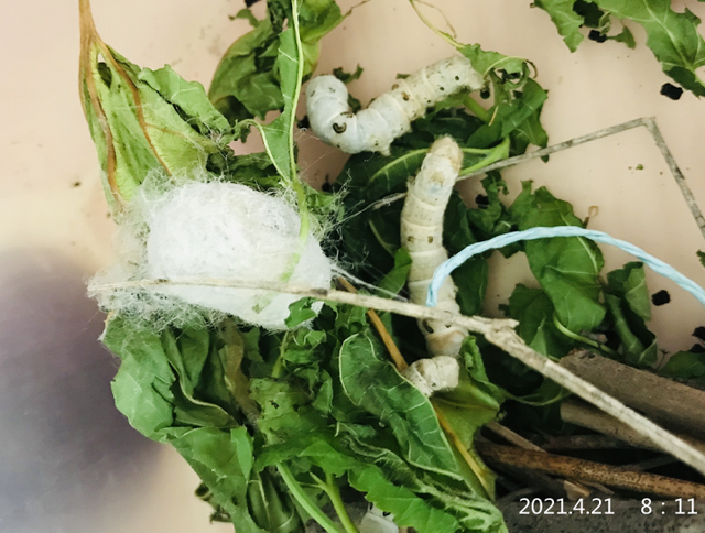 蚕宝宝是如何从蚕卵里孵化出来的？这群幼儿园娃进行了研究