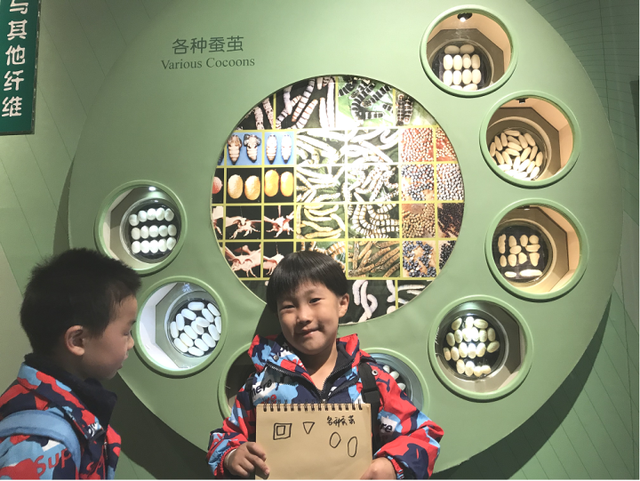蚕宝宝是如何从蚕卵里孵化出来的？这群幼儿园娃进行了研究