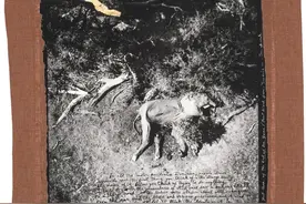 为什么死去的大象能给弗朗西斯·培根带来灵感？图片