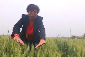 “种粮食能挣钱！”她种着村里十分之一的地，还成了新型职业农民图片