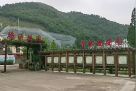余姚首批大棚杨梅采摘上市 每斤100元还供不应求图片