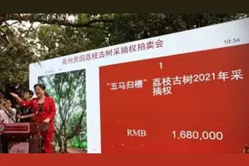600年荔枝古树“五马归槽”挂果，采摘权拍出168万高价视频封面