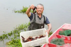 湖北小龙虾破吉尼斯纪录图片