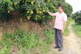 我和荔枝的红色故事｜他从台湾来茂名，在最美好的年华种荔枝图片
