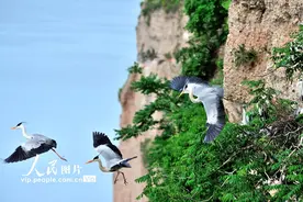 湖北十堰：苍鹭悬崖峭壁翩翩起舞图片