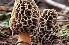 云南名菌——羊肚菌图片