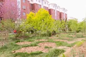 小区内私自种树惹争议，市民可以自己种树吗？图片