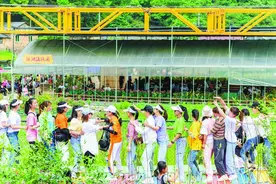 云和滨湖村：发挥村民特长建设玫瑰园图片