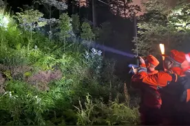 “逃”出动物园一个月：三只金钱豹的冒险之旅图片