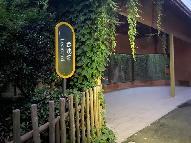 “逃”出动物园一个月：三只金钱豹的冒险之旅