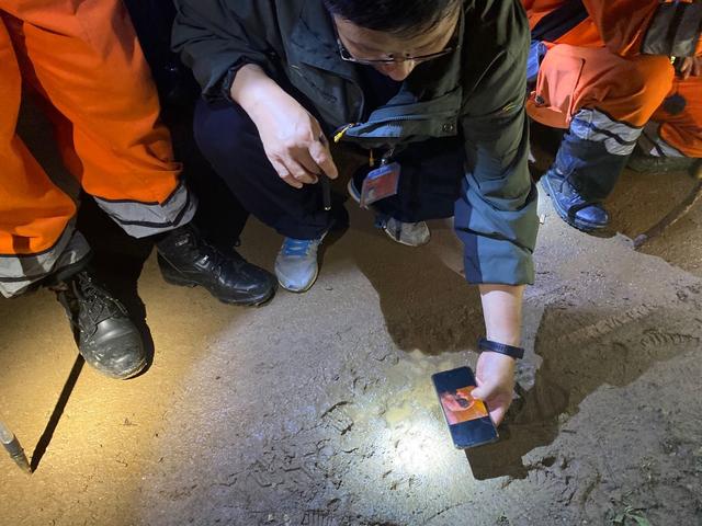 “逃”出动物园一个月：三只金钱豹的冒险之旅