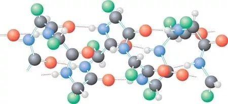 营养素（第一期 蛋白质）
